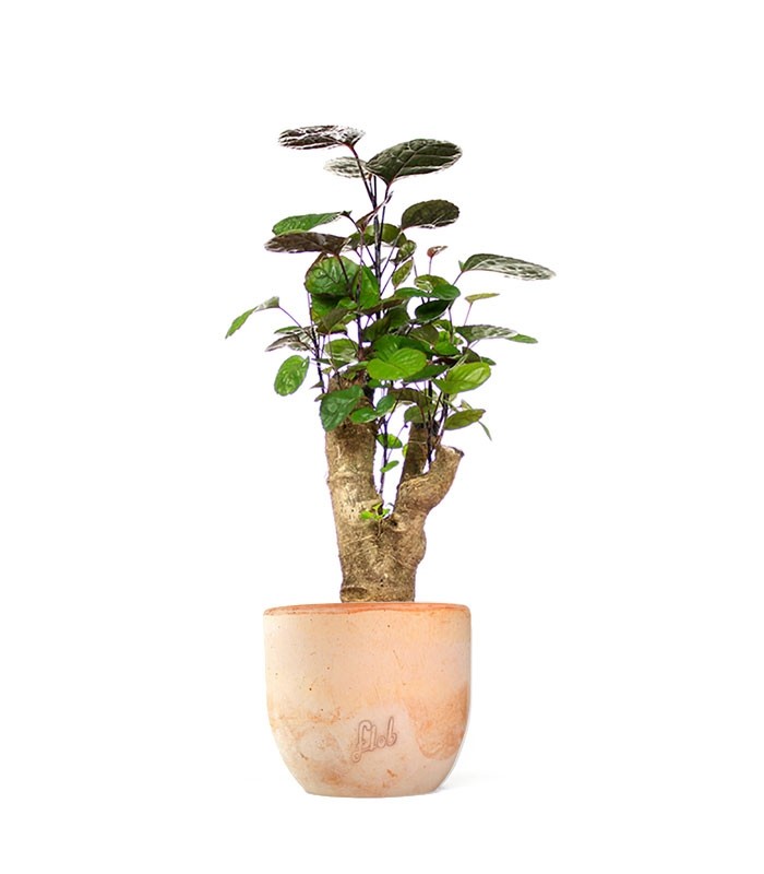 Polyscias Fabian