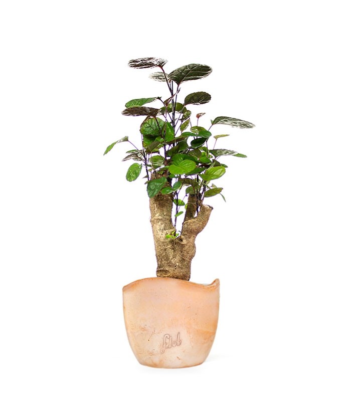 Polyscias Fabian