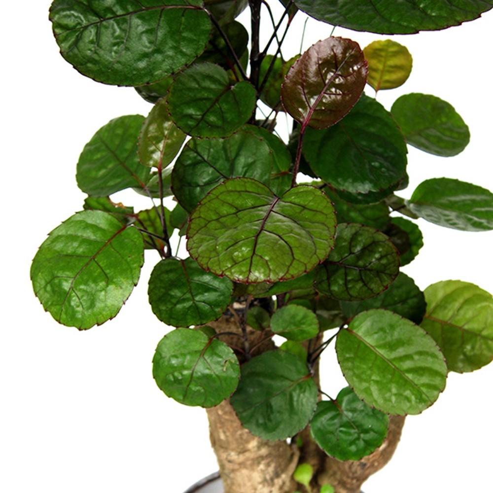 Polyscias Fabian