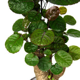 Polyscias Fabian