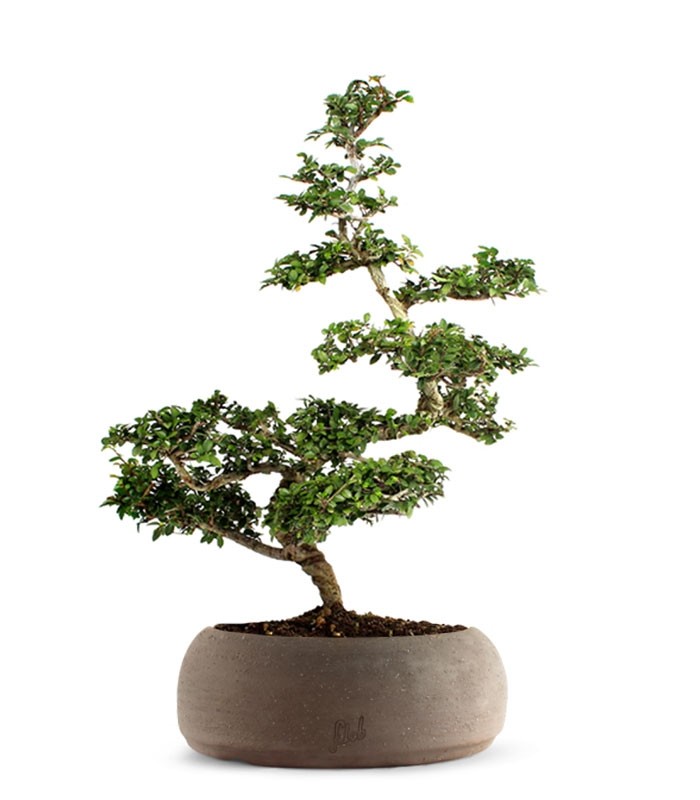 Zelkova Bonsai Impalcato