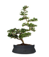 Zelkova Bonsai Impalcato