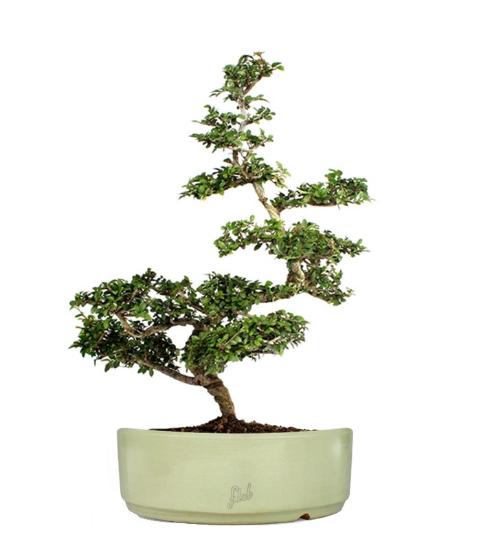Zelkova Bonsai Impalcato
