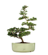 Zelkova Bonsai Impalcato