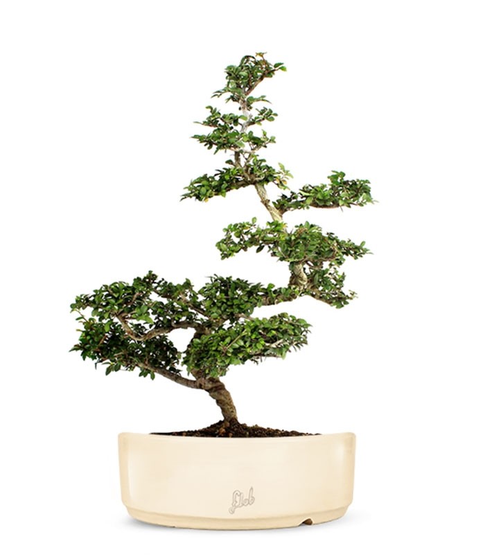 Zelkova Bonsai Impalcato