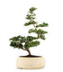Zelkova Bonsai Impalcato