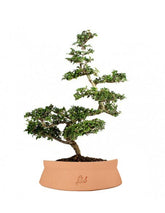 Zelkova Bonsai Impalcato