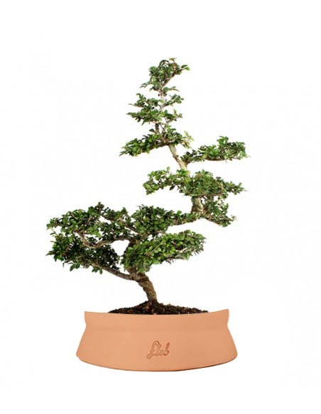 Zelkova Bonsai Impalcato