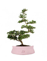 Zelkova Bonsai Impalcato