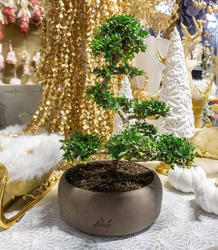 Zelkova Bonsai Impalcato