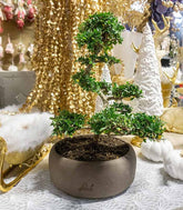 Zelkova Bonsai Impalcato