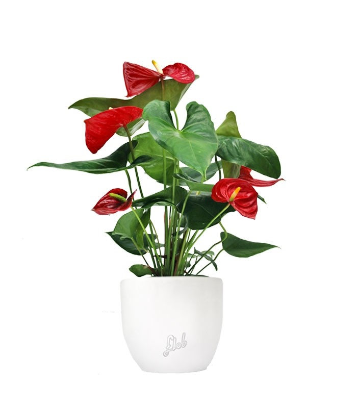 Anthurium 