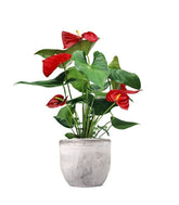 Anthurium 