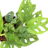 Filodendro “Monkey mask”