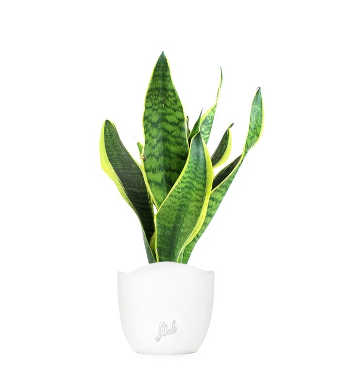 Sansevieria Trifasciata