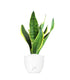 Sansevieria Trifasciata