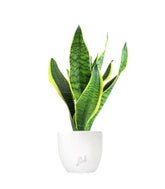 Sansevieria Trifasciata