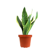 Sansevieria Trifasciata