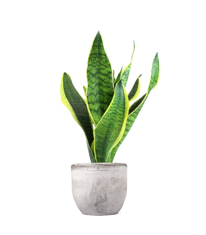 Sansevieria Trifasciata