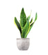 Sansevieria Trifasciata