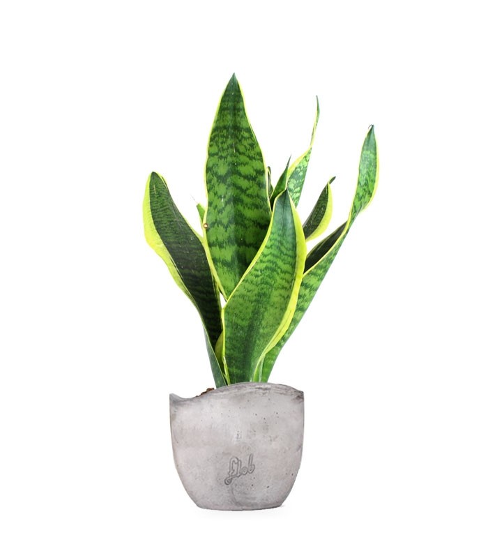 Sansevieria Trifasciata