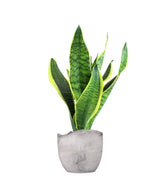 Sansevieria Trifasciata