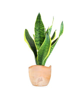 Sansevieria Trifasciata