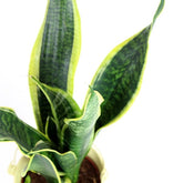 Sansevieria Trifasciata