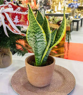 Sansevieria Trifasciata