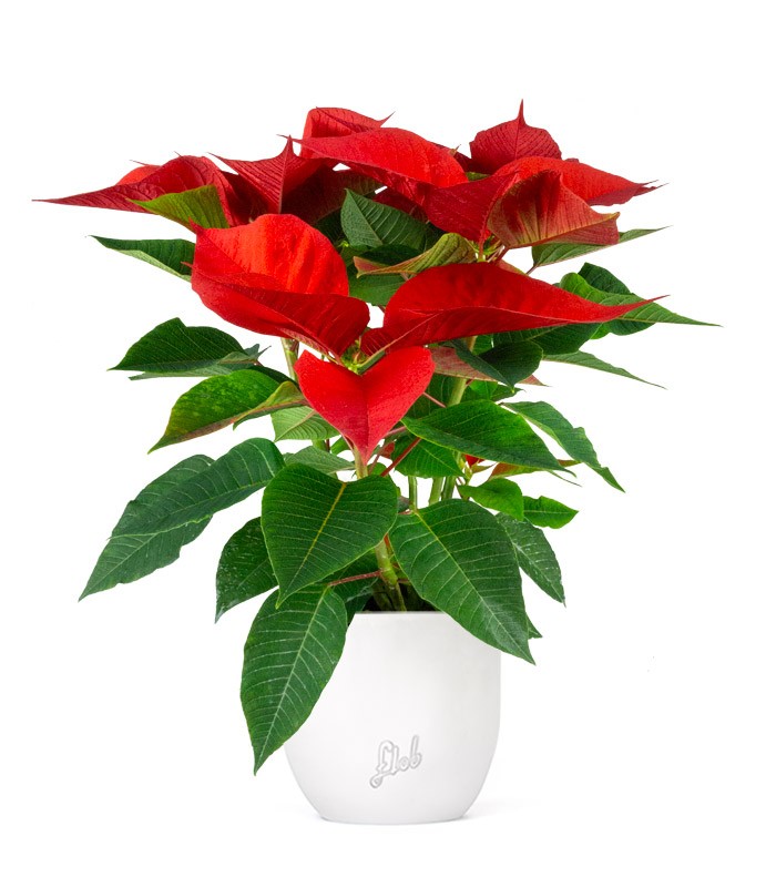 Stella di Natale | Poinsettia 