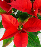 Stella di Natale | Poinsettia 