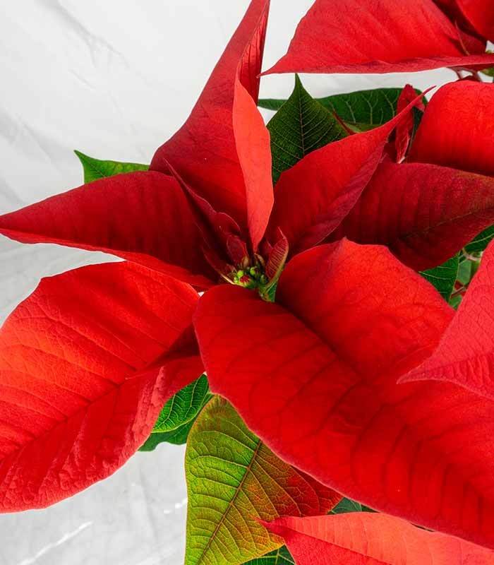 Stella di Natale | Poinsettia 