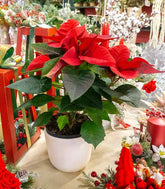 Stella di Natale | Poinsettia 