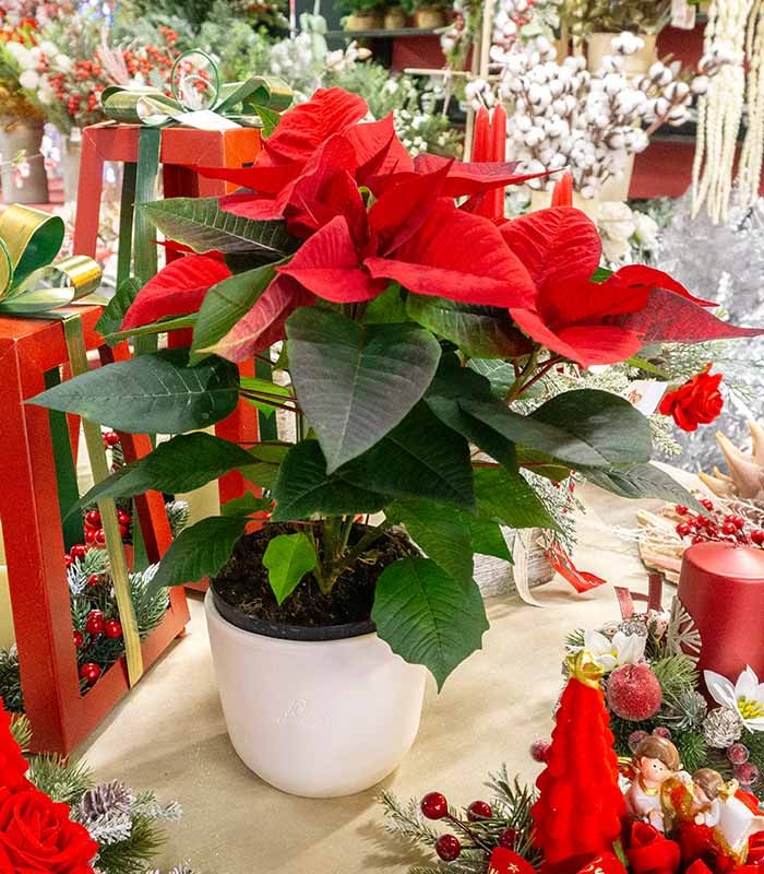 Stella di Natale | Poinsettia 