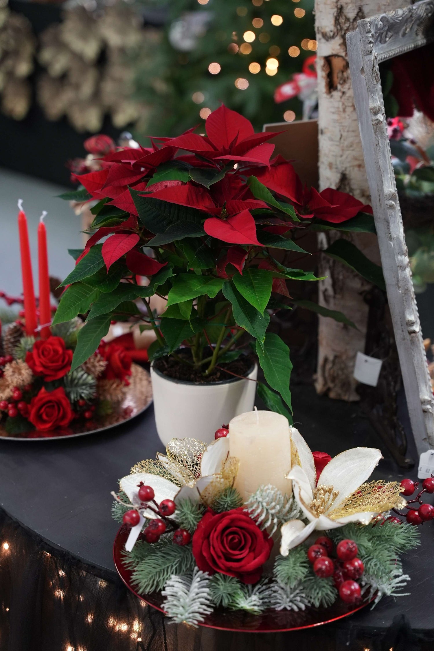 Stella di Natale | Poinsettia 