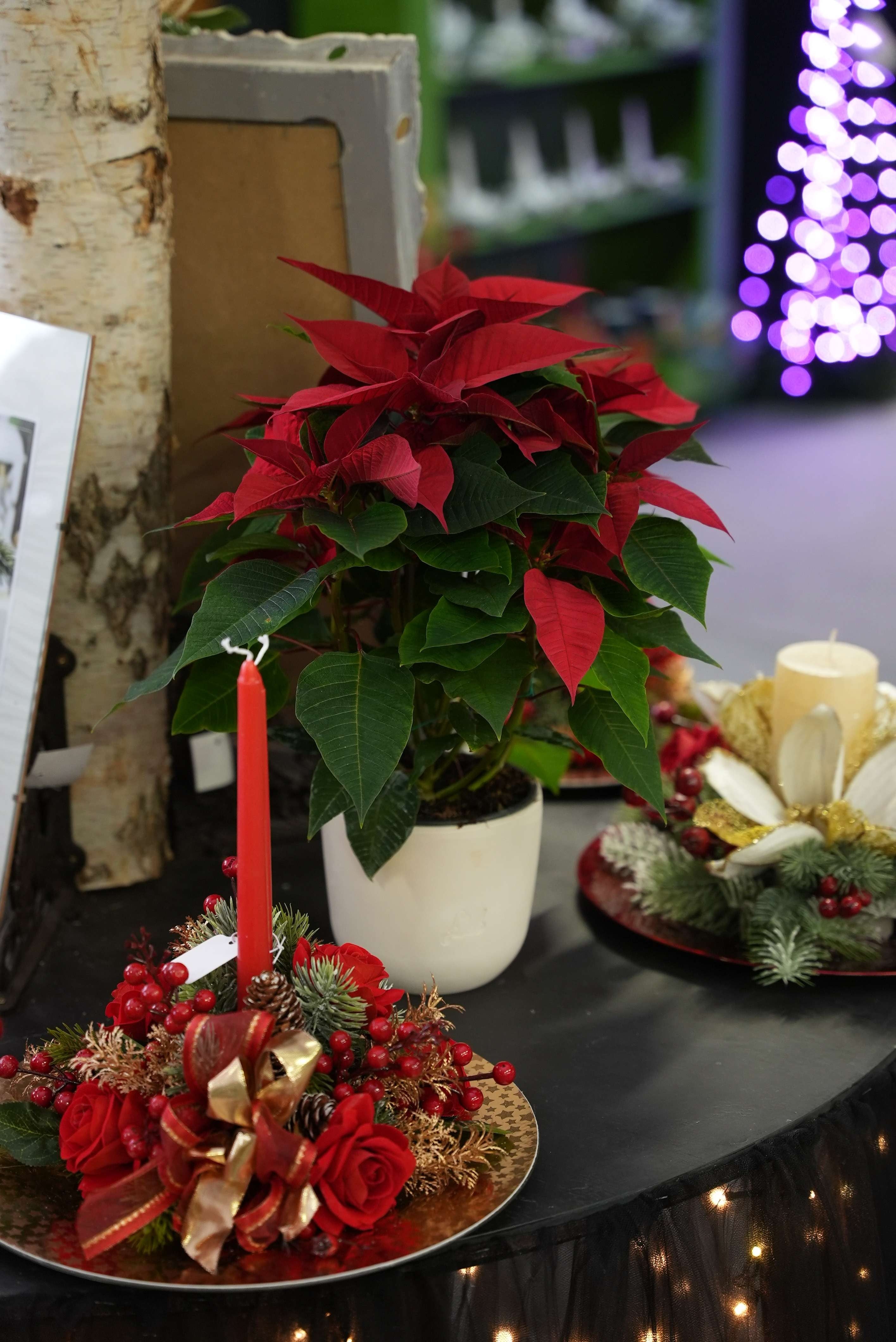 Stella di Natale | Poinsettia 