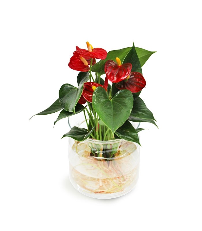 Anthurium Rosso Idroponica