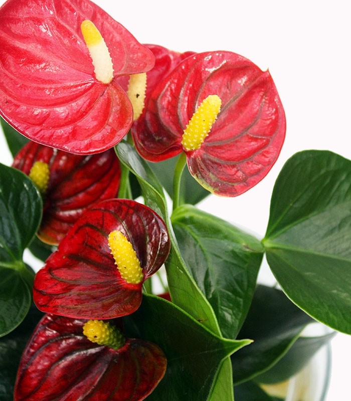 Anthurium Rosso Idroponica