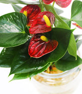 Anthurium Rosso Idroponica