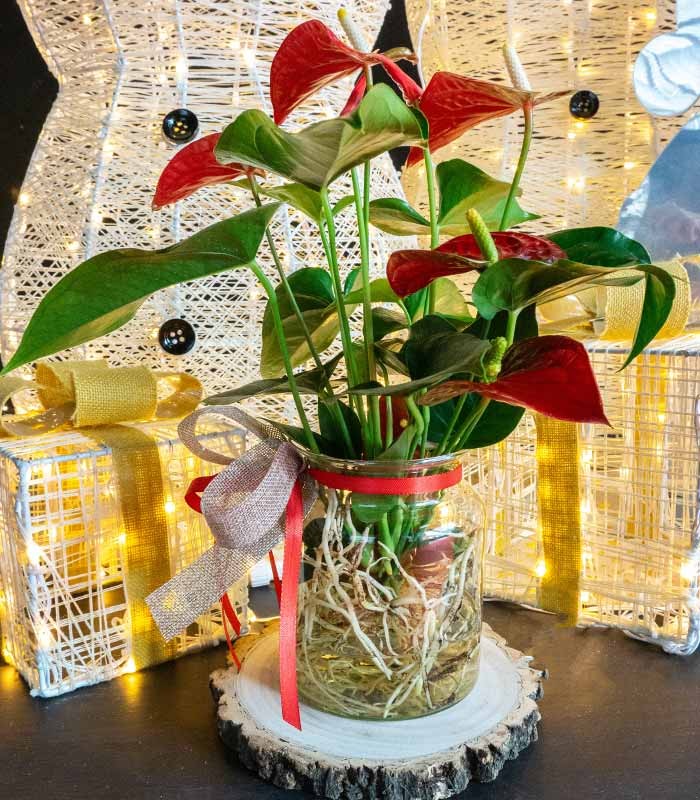 Anthurium Rosso Idroponica