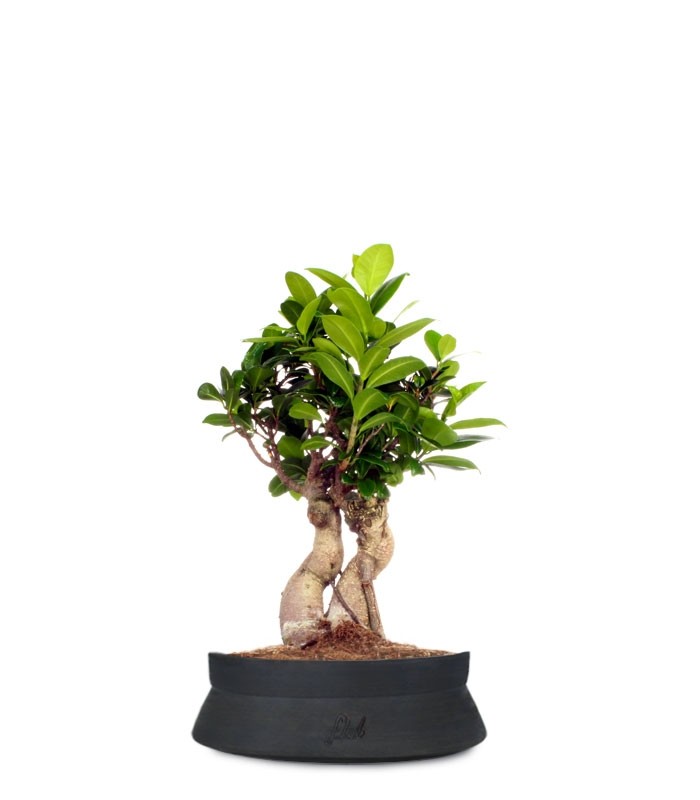 Ficus Ginseng S