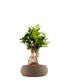 Ficus Ginseng S