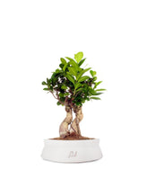 Ficus Ginseng S