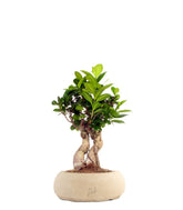 Ficus Ginseng S