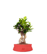 Ficus Ginseng S
