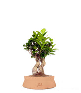 Ficus Ginseng S