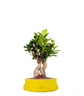 Ficus Ginseng S