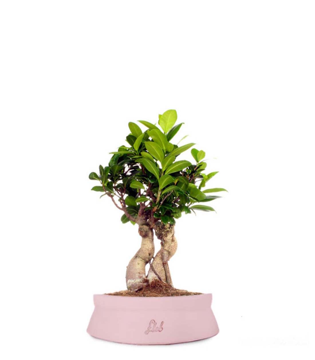 Ficus Ginseng S