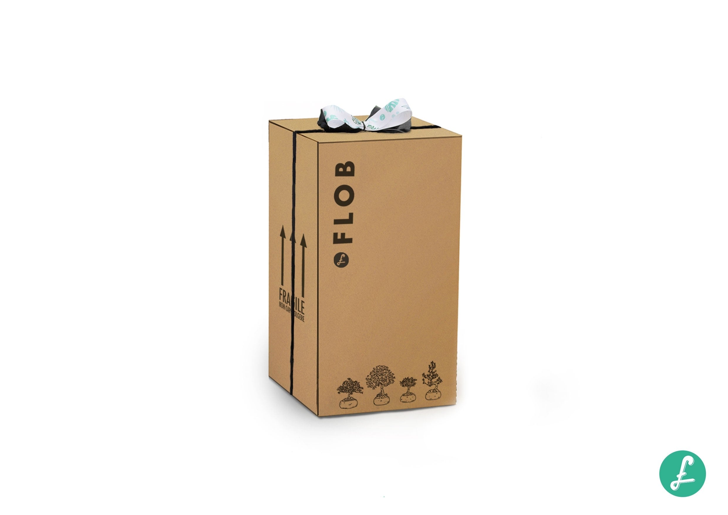 Ficus Ginseng S