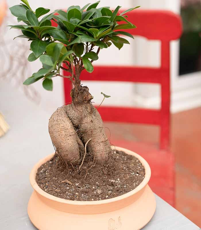 Ficus Ginseng S